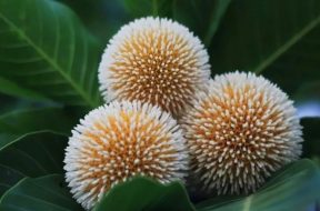 বর্ষার ছন্দ ও গন্ধ