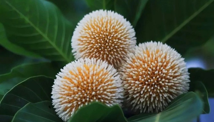 বর্ষার প্রকৃতি