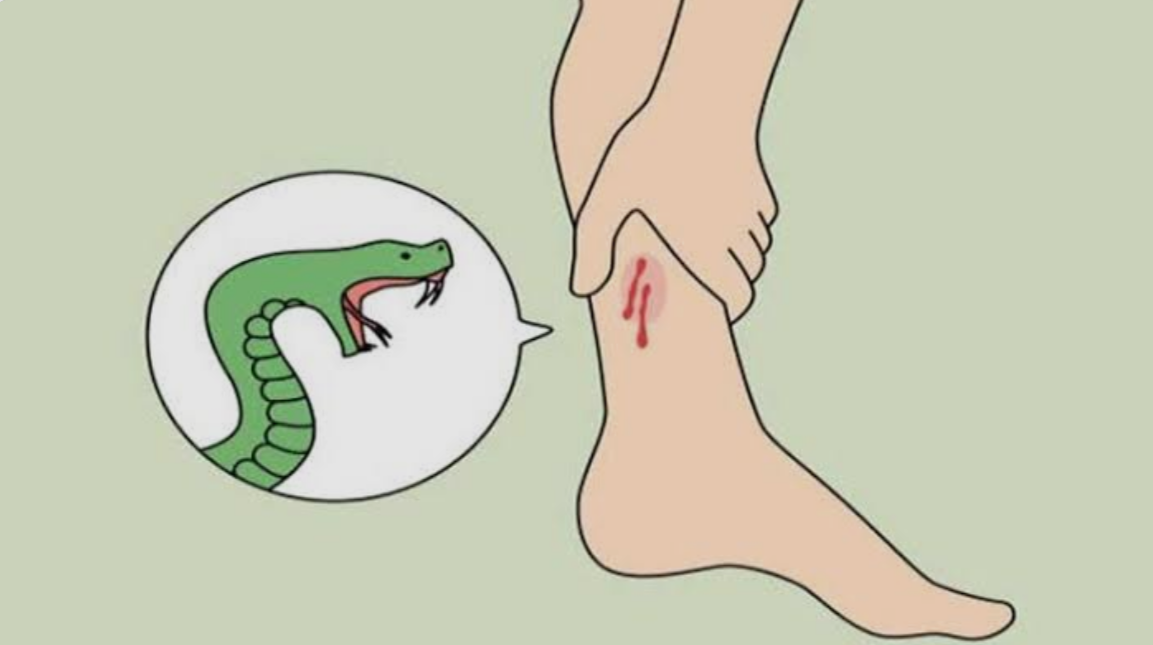 সব উপজেলায় সাপের কামড়ের ওষুধ পাঠানোর নির্দেশ