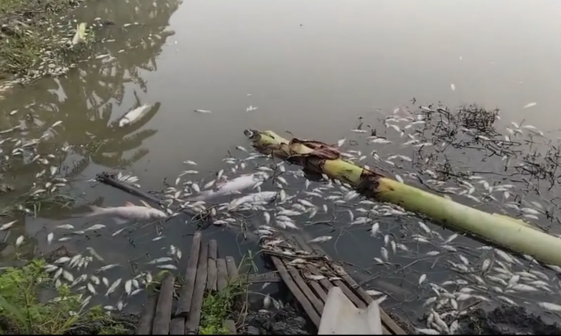 বড়াইগ্রামে জামায়াত নেতার পুকুরে বিষ প্রয়োগ: ২৫ লক্ষ টাকার মাছ নিধন, থানায় জিডি